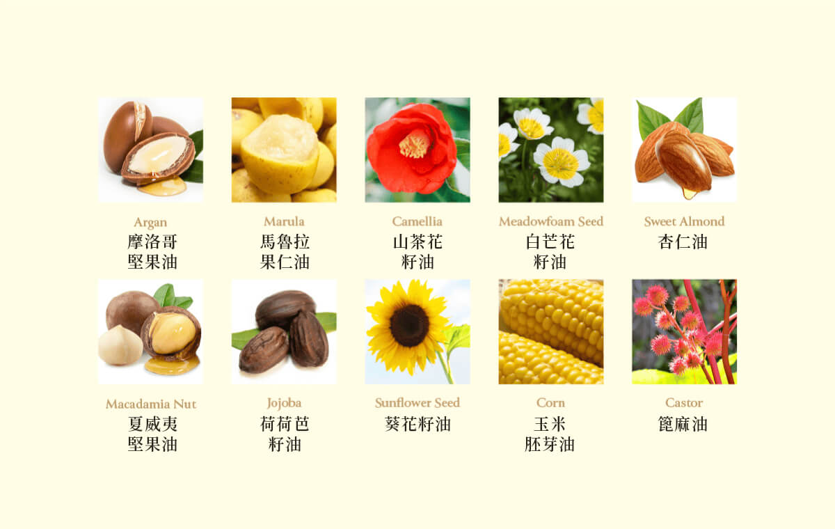 三重 PPT 修護成分示意