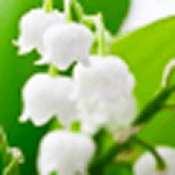 香味_鈴蘭