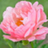 香味_芍藥